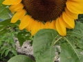 2019-08-03-18-27-27