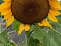 2019-08-03-18-27-40