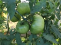 2019-08-19-16-55-48