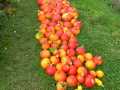 IMG-20250926-WA0025