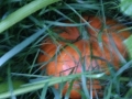 2016-08-11 20-28-43_Bildgröße ändern