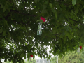 Nussbaum mit Blumenvasen_Bildgröße ändern