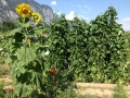 2015-07-20 16-44-37 (2)