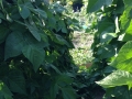 2015-07-20 16-45-10 (2)