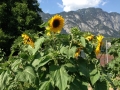 2015-07-20 16-51-31 (2)